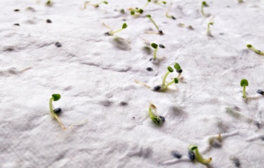 Logo trade promotional merchandise photo of: A4 wildflower seed paper sheet