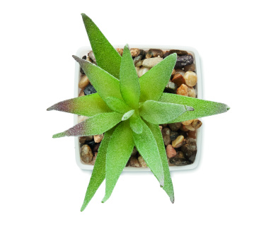 Logotrade promotional giveaway image of: Mini artificial plant