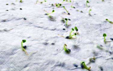 Logotrade reklaamkingitused pilt: ASIDA Seemnepaberist visiitkaart